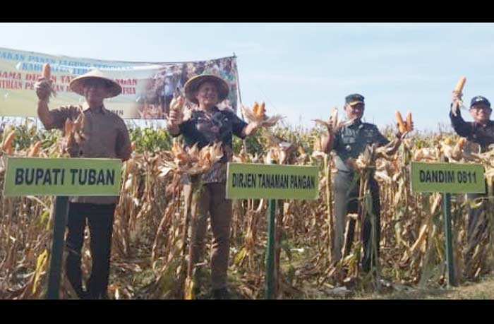 Dirjen Tanaman Pangan Kementan RI didampingi Bupati Tuban menunjukkan hasil panen jagung.
