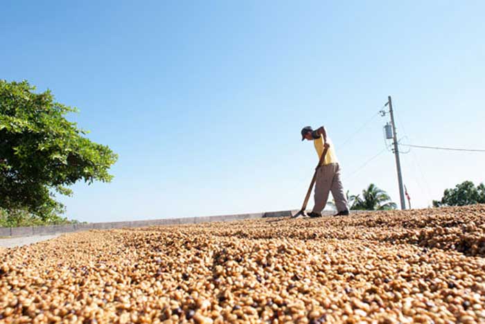 Pemkab Siapkan Rp 600 Juta untuk Pendirian UPH Kopi