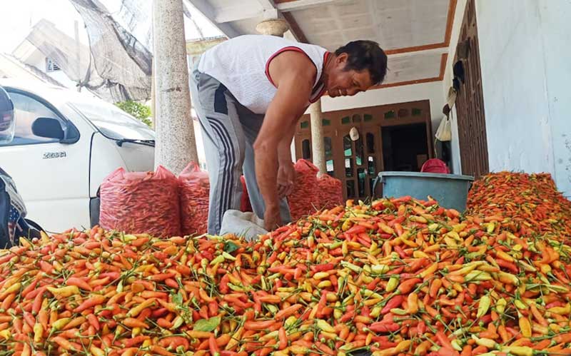 Atasi Penurunan Harga, ASN Kabupaten Kediri Siap Bantu Serap Cabai Petani