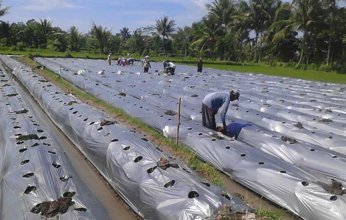Harga Meroket, Petani Padi di Bondowoso Beralih Tanam Cabai