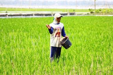 Disperta Bojonegoro Lamban, Baru Ajukan Tambahan Pupuk saat Dibutuhkan