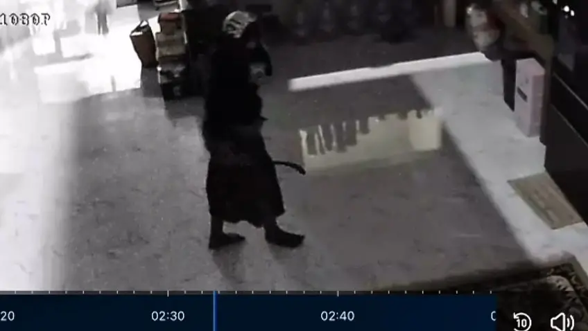 Terekam CCTV! Modal Celurit dan Topeng Kaos, Maling Gondol Uang Warga Rp1,15 Juta di Kota Pasuruan
