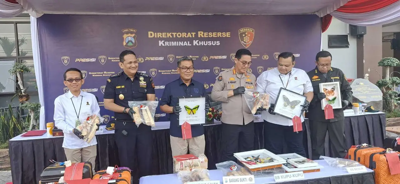 Gading Gajah dari Arab Saudi Diselundupkan Lewat Koper Jamaah Umrah, Polda Jatim Sita 53 Potong