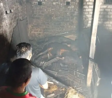 Kandang Sapi di Bluluk Lamongan Terbakar, 2 Ekor Mati Terpanggang, Kerugian Capai Rp60 Juta