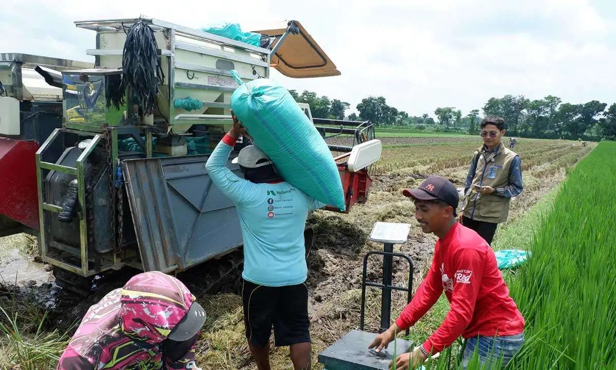 Panen padi di Kediri.
