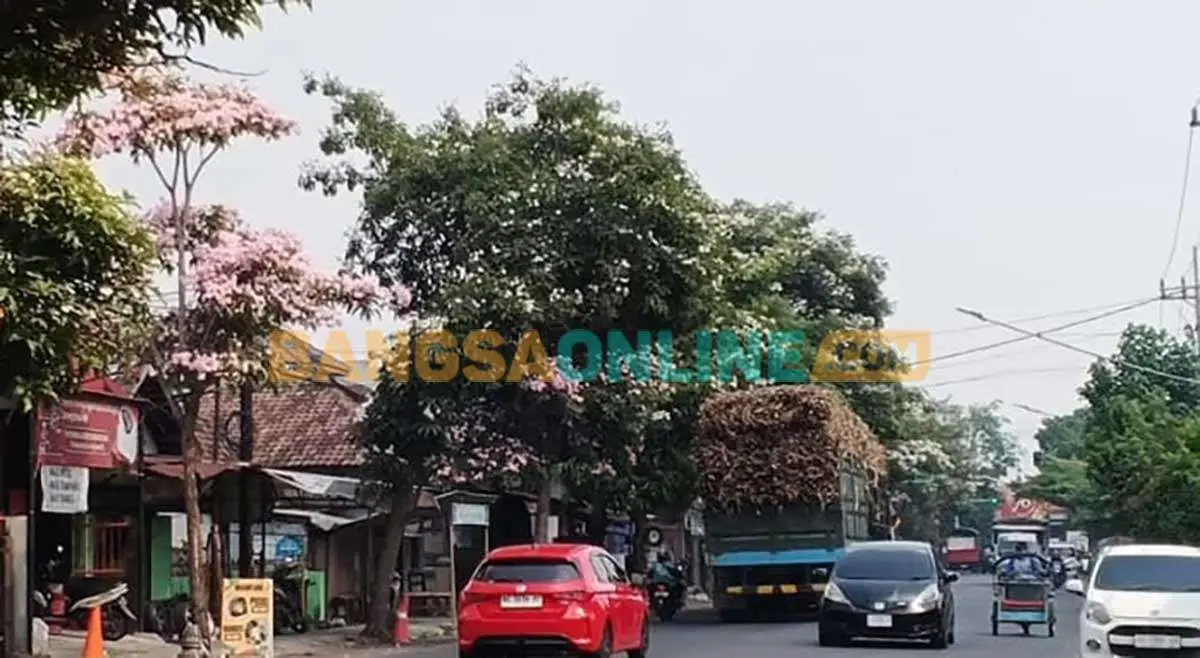 Tabebuya Mekar Percantik Ruas Jalan Protokol di Kota Kediri