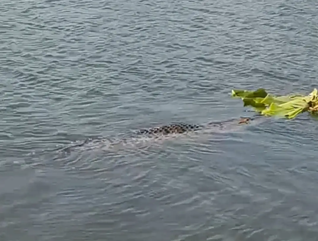 Tangkapan layar video penampakan buaya muara di Sungai Bengawan Solo, Desa Sungonlegowo Gresik