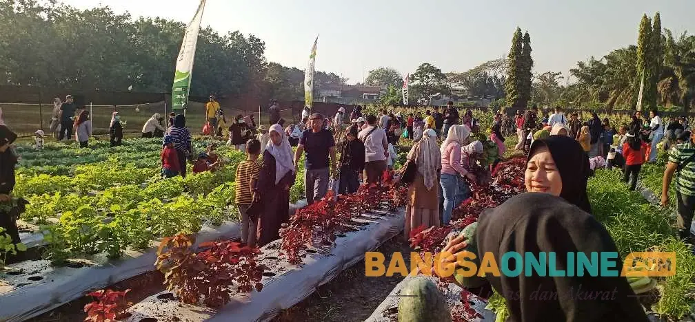 Ribuan Warga Gresik Serbu Petro Agrifood Expo 2026, Petik Buah dan Sayur Langsung dari Kebun
