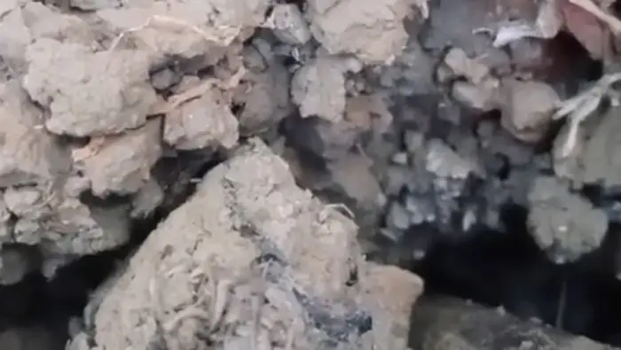 Suara Misterius dari Dalam Tanah Lahan Tembakau di Sampang Viral, BPBD Siap Turun ke Lokasi