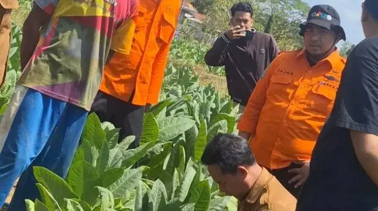 Usai Laporan Suara Gemuruh di Ladang Tembakau, BPBD Sampang Turun ke Lokasi
