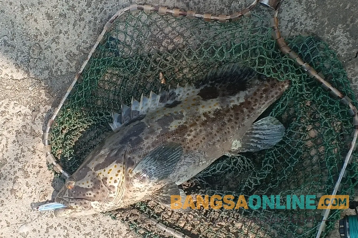 Selain Baik untuk Otak, Inilah Mengapa Kita harus Rutin Makan Ikan Laut
