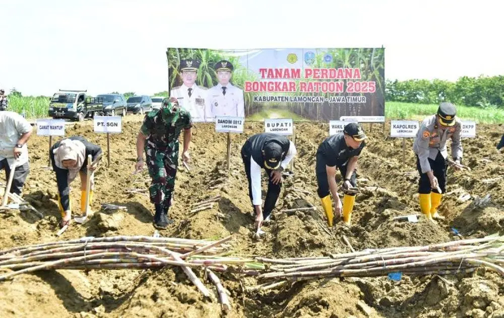 Musim Giling 2026, Produksi Tebu Lamongan Capai 68.874,9 Ton Hingga Agustus 2026