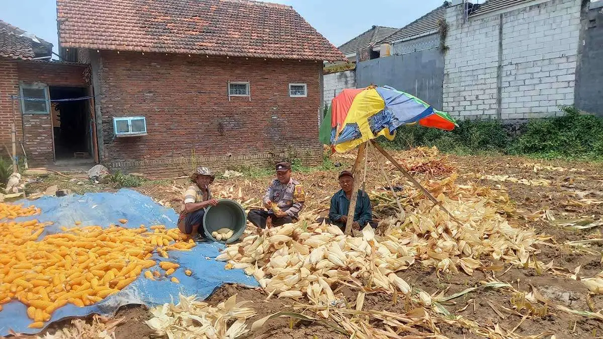 Aipda Bintoro, anggota Polsek Lowokwaru, ketika membantu proses panen dan pengupasan jagung.