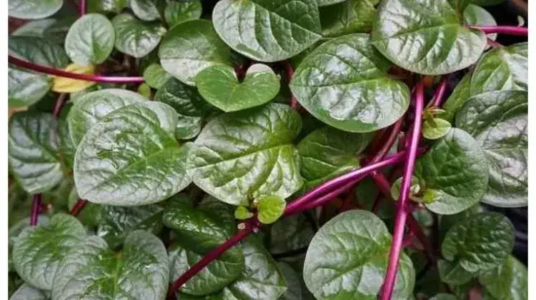 Daun Binahong Ternyata Punya Segudang Manfaat, Benarkah Bisa Bantu Atasi Diabetes?