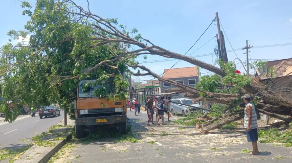Pohon Tumbang Timpa Truk Trailer di Trosobo Sidoarjo, Lalu Lintas Sempat Tersendat