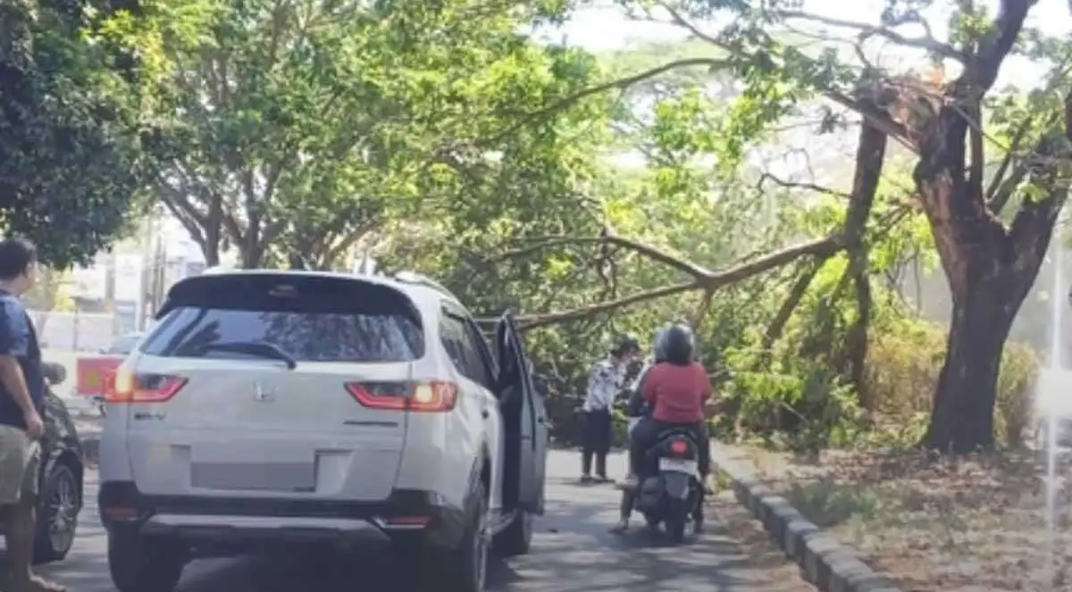 Ranting Pohon Timpa Pemotor di Sedati