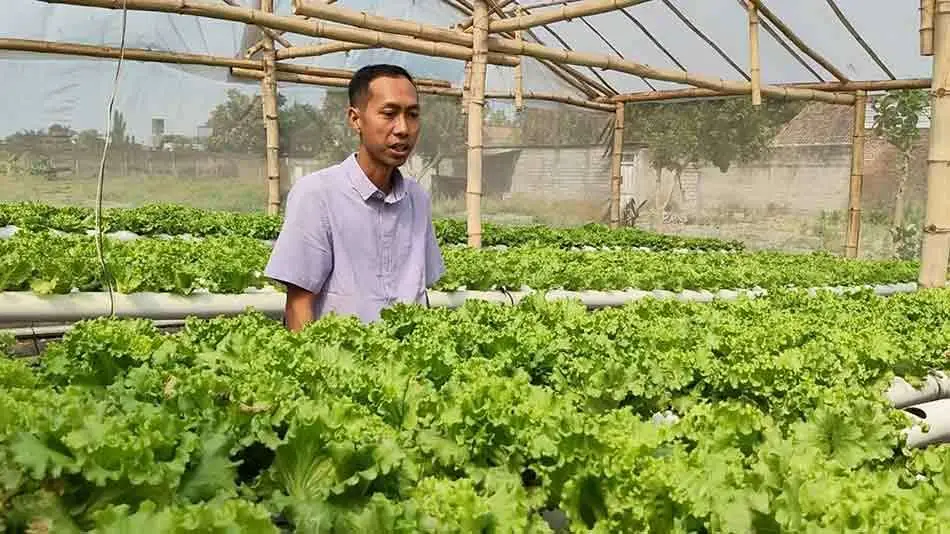 Bukan Basis Pertanian, Dimas Sulap Lahan Jadi Budidaya Hidroponik, Omzet hingga Puluhan Juta