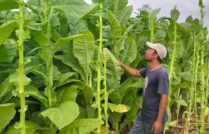 Kisah Hendri, Petani Tembakau Madura yang Sempat Cemas, Kini Raup Puluhan Juta