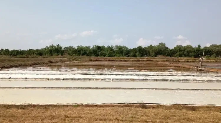 Kemarau Terik Tak Menjamin Produksi Garam, Petani Sumenep Kesulitan Dapat Air Laut