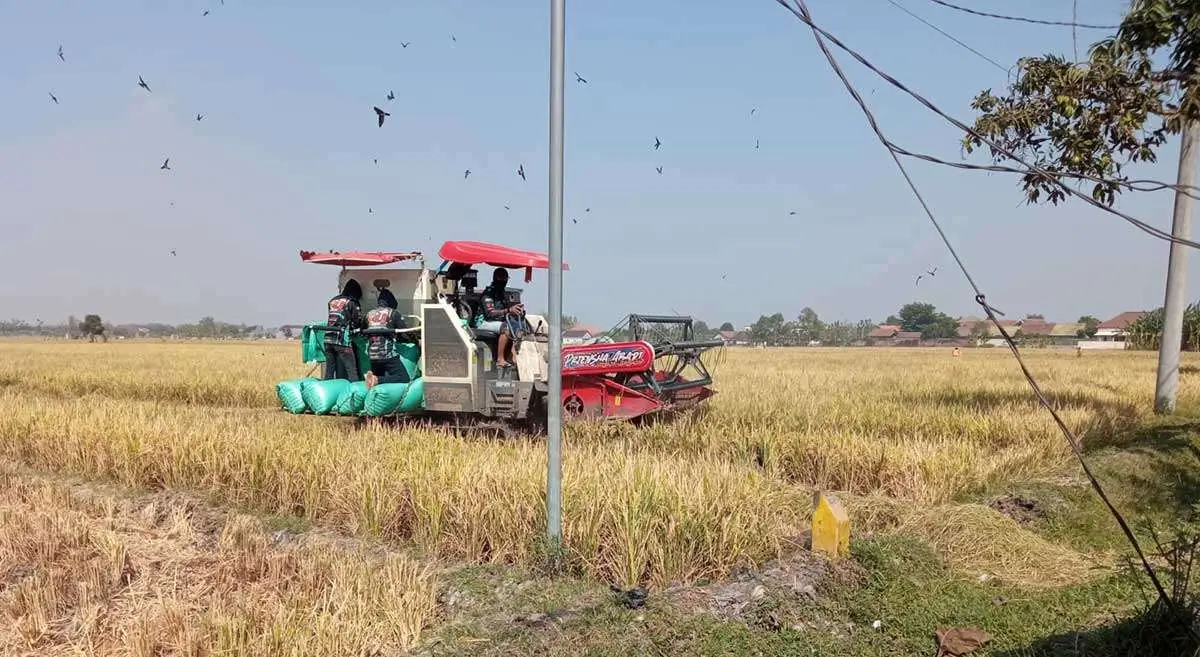 BUMDes Sumber Abadi Fokus Tanam Padi untuk Ketahanan Pangan