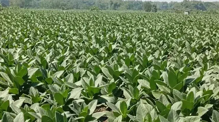 Anomali Musim, Petani Tembakau Jombang Alami Penurunan Produksi hingga 50 Persen