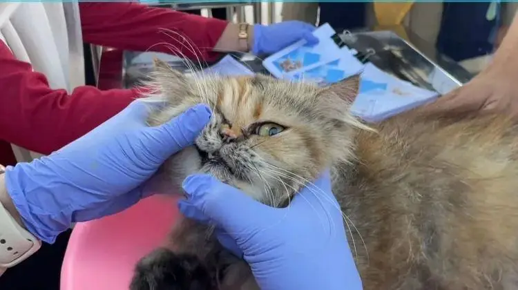 Disnakeswan Lamongan Jemput Bola Vaksinasi Rabies, 90 Kucing Sudah Divaksin Gratis