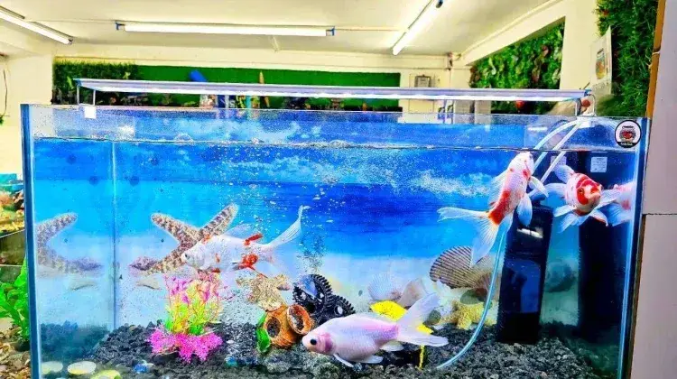 Benarkah Memakai Jahe di Akuarium Bisa Bikin Ikan Lebih Sehat? Ini Kata Ahli