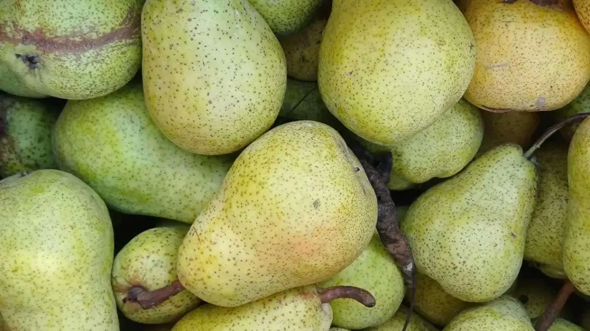 Buah Pir dan Beragam Manfaatnya bagi Kesehatan