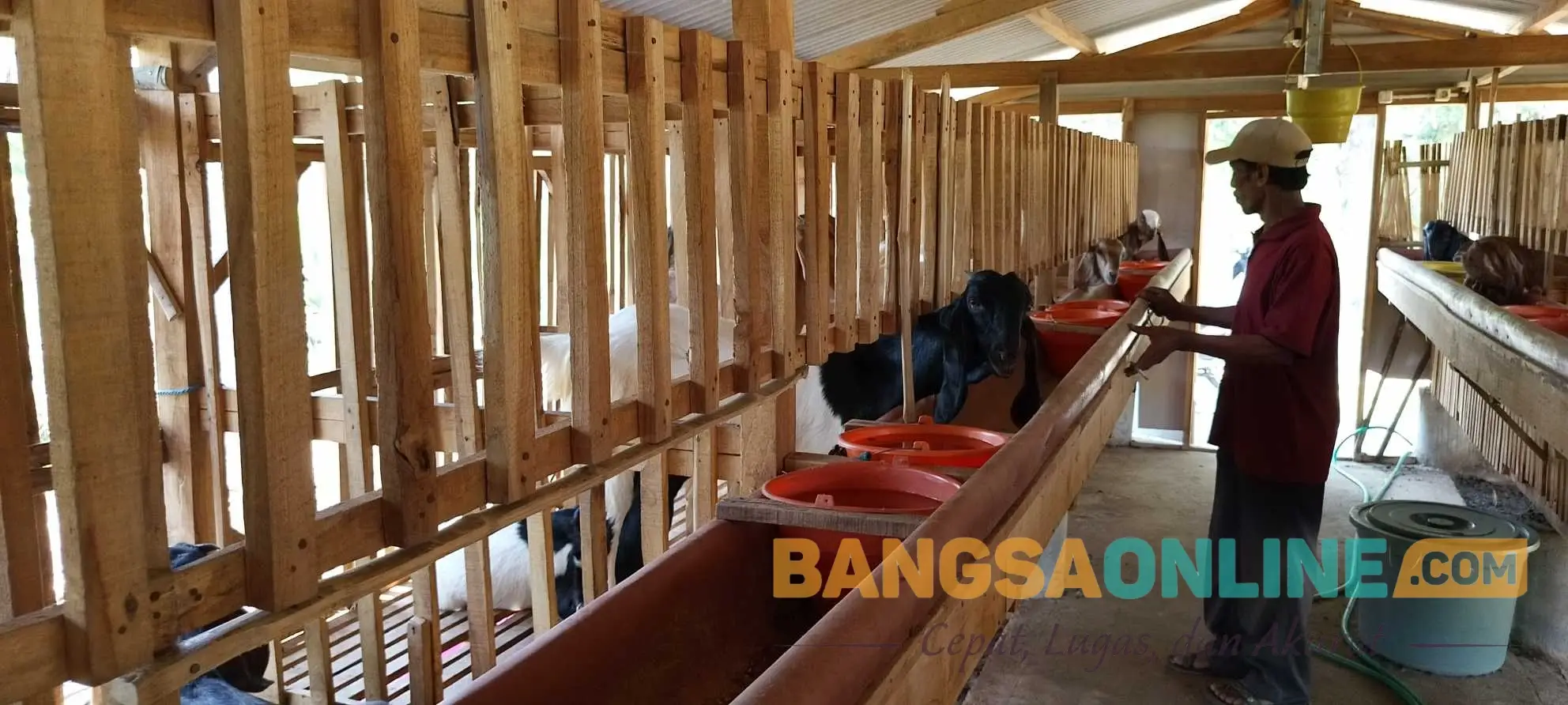 BUMDes Banyu Urip Madiun Garap Ketahanan Pangan Lewat Ternak Kambing