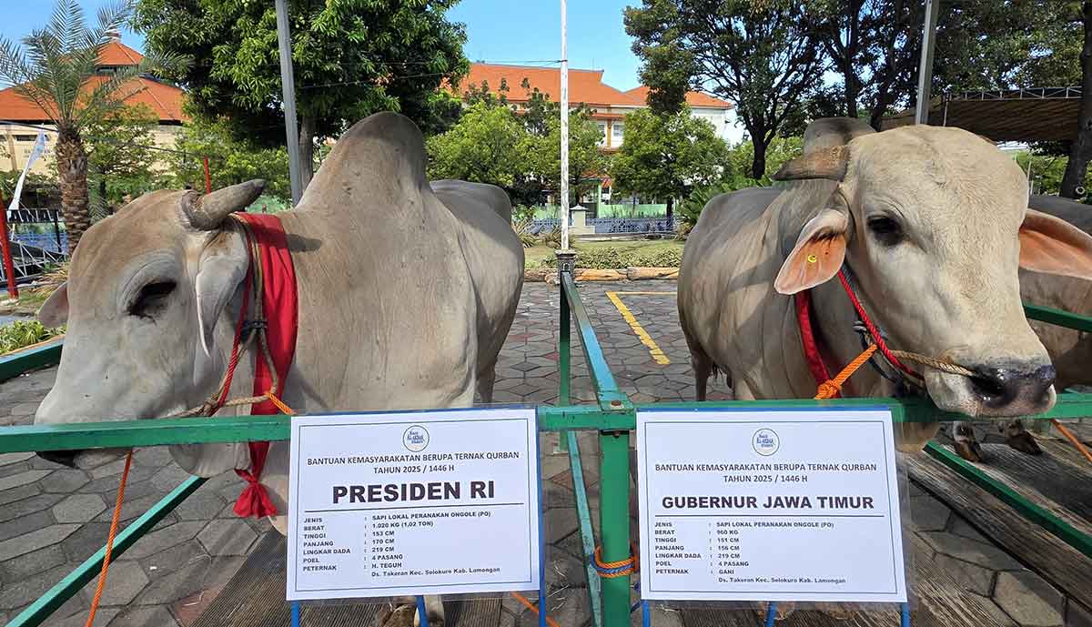 Presiden Prabowo dan Khofifah-Emil Kompak Pilih Sapi Lokal Peranakan Ongole untuk Kurban