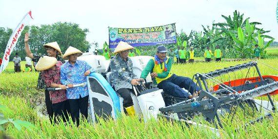 Kaya Sumber Air, Petani Prijekngablak Lamongan Panen Raya Duluan