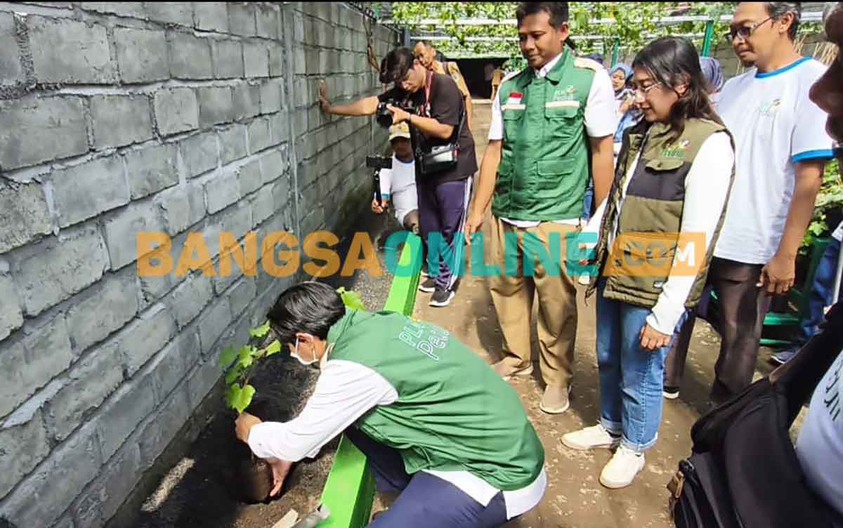 Manajer PLN UPT Madiun, Iksan, didampingi Presthyo  Carolline Natalia, Asman TJSL UI Transmisi Jatim dan Bali saat melakukan penanaman bibit anggur. Foto: MUJI HARJITA/BANGSAONLINE