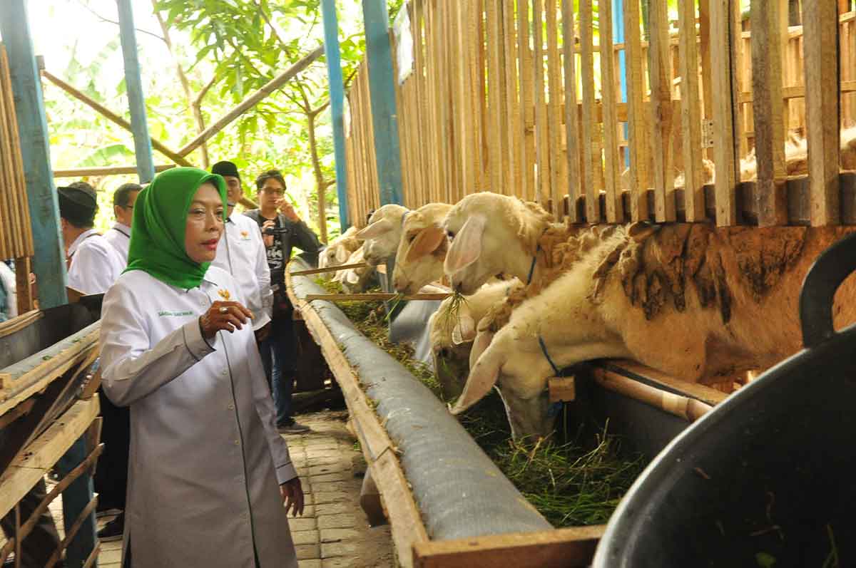 Berdayakan Mustahik, Baznas RI Berikan Bantuan 350 Ekor Kambing di Bojonegoro