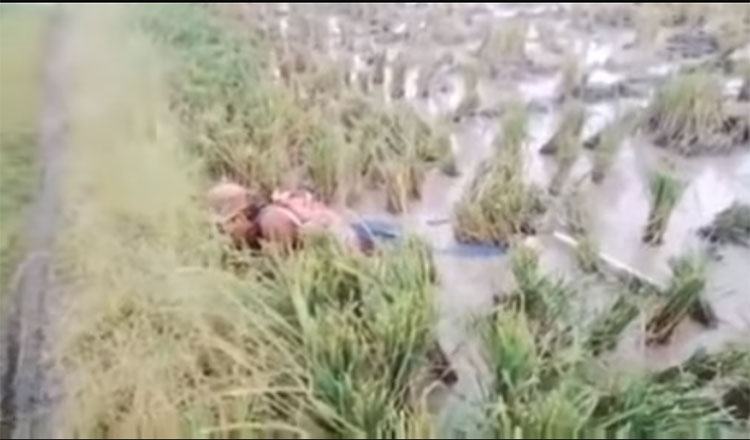 Diduga Tersengat Aliran Listrik, Pria di Mejusi Tewas Telungkup di Sawah