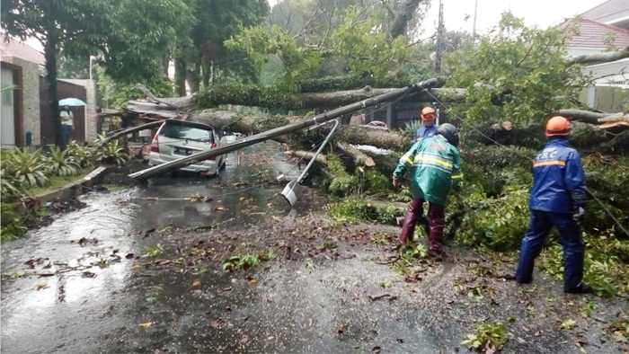 Hujan Deras, Sejumlah Pohon-pohon Besar di Kota Malang Tumbang Timpa Kendaraan