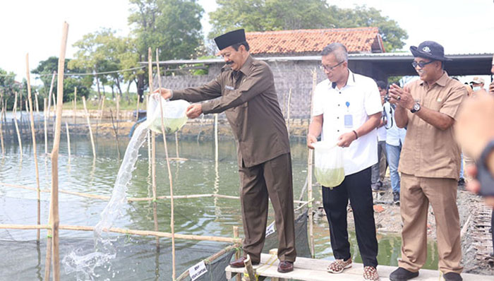Wakil Bupati Pamekasan, Fattah Jasin, saat menaburkan benih ikan kerapu cantang di Desa Lembung, Kecamatan Galis.