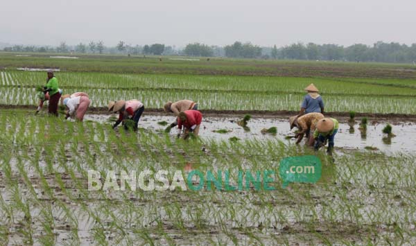 Petani di Desa Sendang, Kecamatan Senori Tuban saat tanam padi. foto: suwandi/ BANGSAONLINE
