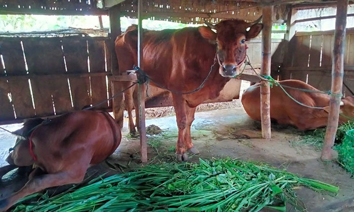 Salah satu kandang sapi di Kabupaten Sampang.