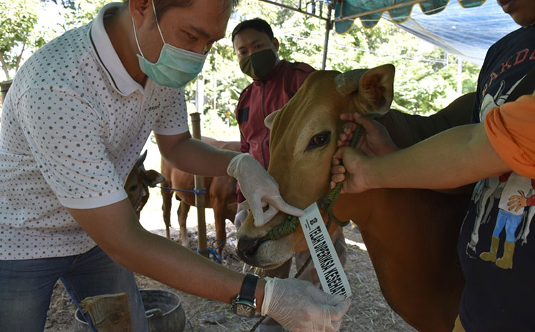 Sapi Berstiker, Tanda Hewan Kurban Sehat dan Layak Konsumsi