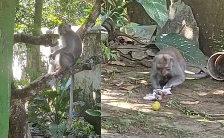 Monyet ekor panjang yang masuk ke permukiman warga di Dusun Tegal Bago, Desa Arjasa, Kecamatan Arjasa, Jember.