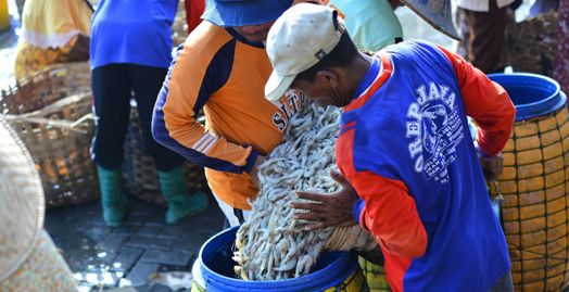 Takut Banjir, Petambak di Lamongan Terpaksa Panen Dini