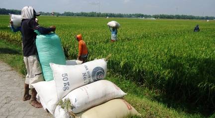 Masuk Musim Panen, Harga Beras di Bondowoso Kembali Normal