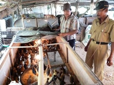 Usaha Ternak Bebek di Sidoarjo Butuh Kucuran Dana
