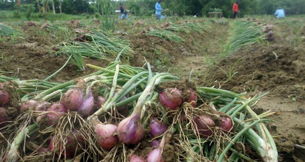 Ribuan Hektare Bawang Merah di Bojonegoro Mulai Dipanen