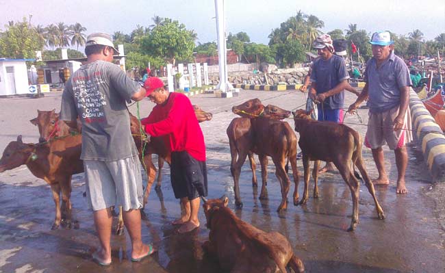 Jelang Lebaran, Harga Sapi Pulau Sepudi di Situbondo Melonjak, Permintaan Meningkat