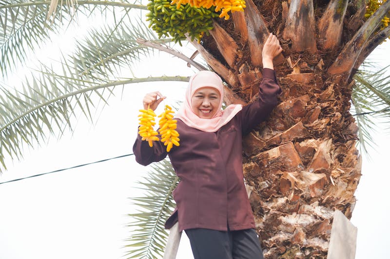 Kunjungi Kurma Park Pasuruan, Khofifah Jajal Pengalaman Petik Kurma Hingga Anggur Brazil