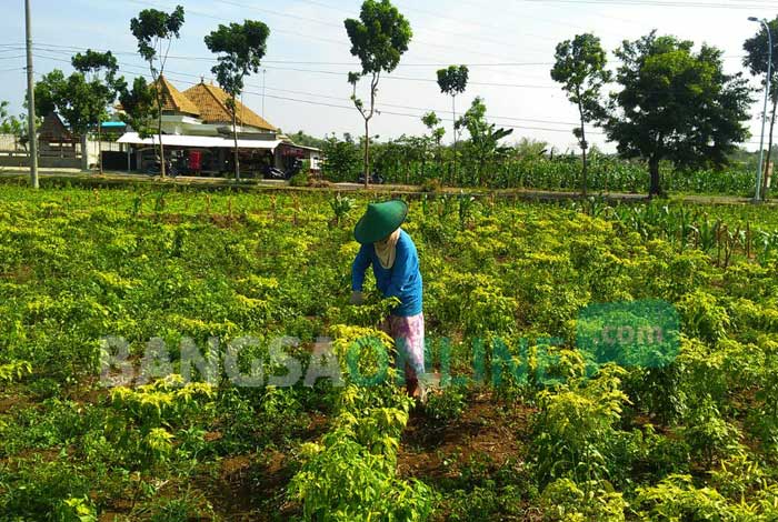 Harga Cabai Anjlok, Petani Terancam Merugi