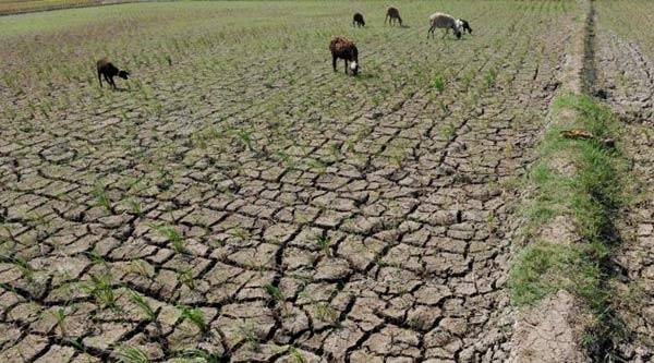 Sering Kekeringan, Pembangunan Embung di Sumenep Minim