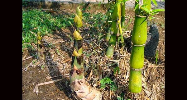 Jarah Rebung Hutan, Sapi Disel