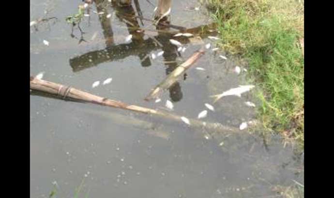 Ribuan Ikan di Tambak Wilayah Desa Rangkah Kidul Mendadak Mati, Diduga Tercemar Limbah